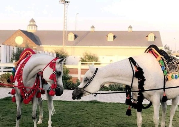 الفارسة ” مريم المزروع ” تلتقي بسيدات ملتقى تراثنا 2030