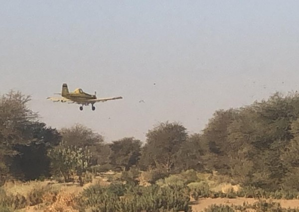 “البيئة” مسح ١٨٠٠ هكتار في الأفلاج والسليل لمكافحة الجراد