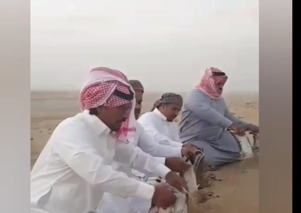 مربط الشعلان دعماُ لبيئة أملج يعيد مجموعة من طائر الكروان الى حياتها الطبيعية