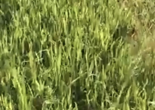 فيديو.. أسراب من الجراد تهاجم محاصيل في حائل.. ومناشدات للزراعة بالتدخل