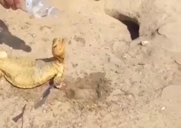 شاب يجد “ضباً” أعياه العطش في الصحراء.. هذا ما فعله به (فيديو)