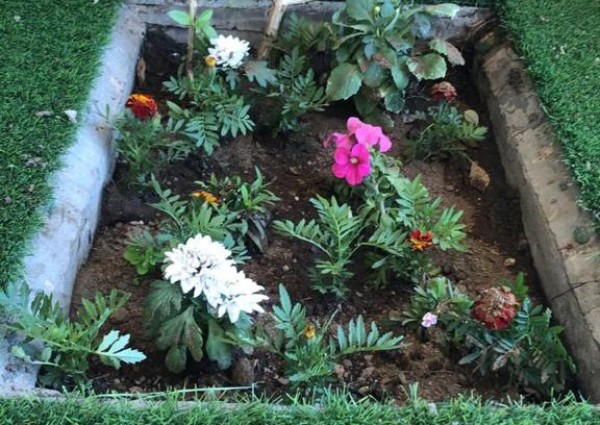 أمانة عسير تخلص الثانوية الرابعة بالخميس من “القوارض” وتعيد تشجيرها