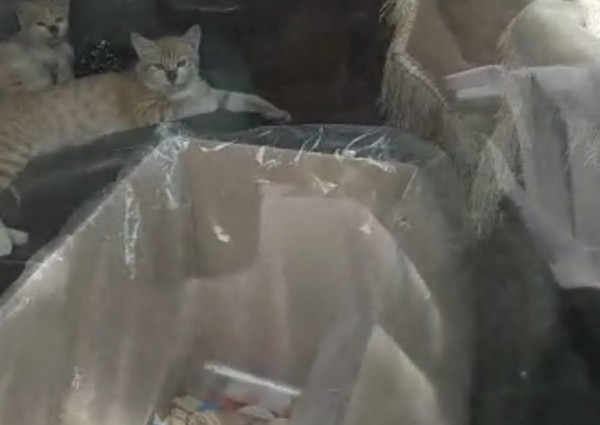 تعليق بلدية الأفلاج على مقطع «سيارة الآيس كريم والقطط»