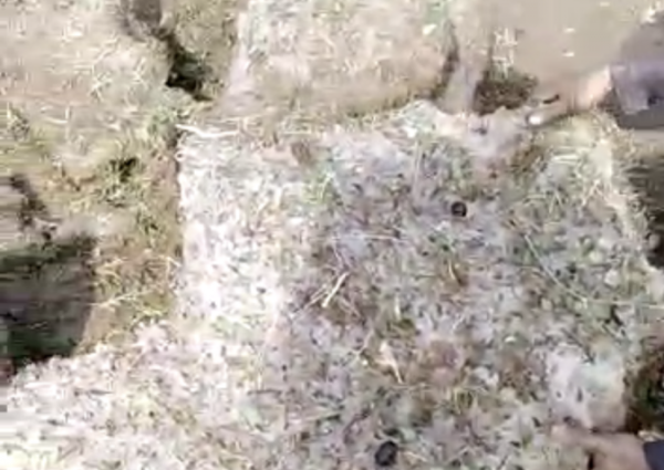 بردية «مخيفة» تضرب وادي الجول