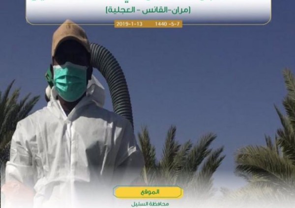 “البيئة” تنجح في مكافحة الجراد الصحراوي بمحافظتي “الأفلاج” و”السليل” على مساحة 980 هكتار