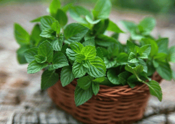 رغم فوائده الصحية.. “النعناع” له تأثيرات ضارة على الرجال