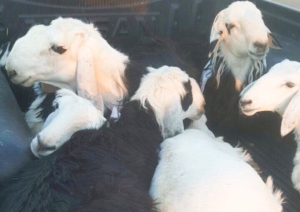 جولة بسوق الحائط للأضاحي.. الخراف بين 800 و1400 ريال وترقب لتهيئة المسالخ