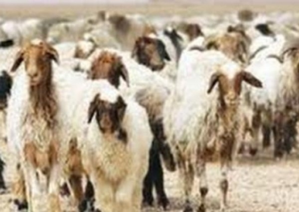 صور صادمة لمواطن يدهس قطيع من “الخراف” بسيارته