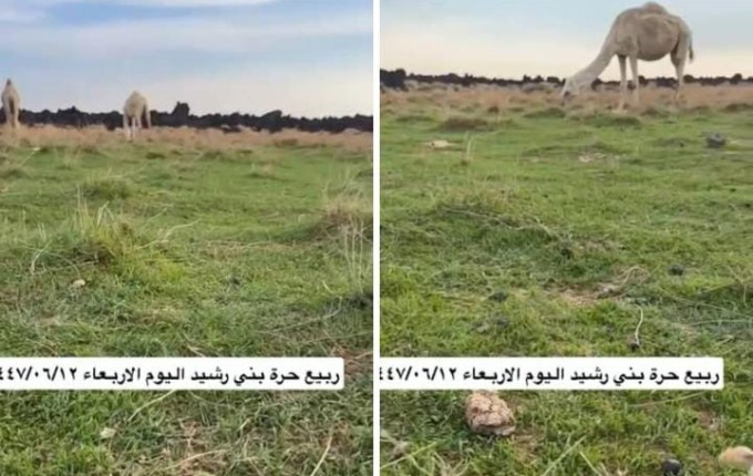 «مشاهد طبيعية خلابة».. بالفيديو.. الربيع يزهر في حرة بني رشيد غرب الحائط بعد هطول الأمطار الغزيرة