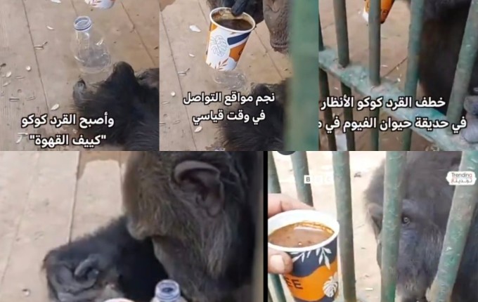 قرد مصري يخطف الأنظار.. يشرب القهوة ويبردها قبل ارتشافها (شاهد)