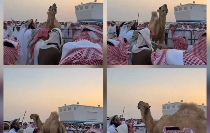 ​تريند اليوم.. وصول مزاد “بعير” إلى 6.1 مليون ريال وسط ذهول الحاضرين (شاهد)