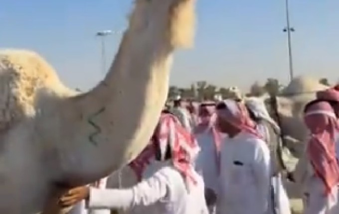 من 16 إلى أكثر من 24 ألف ريال.. مزاد ناقة يشعل المنافسة في القصيم – فيديو