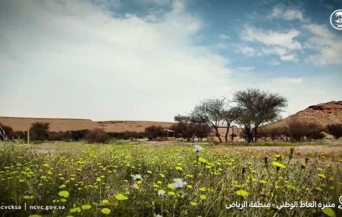 بأكثر من 200 ألف شجرة.. متنزه “الغاط الوطني” يتصدر الوجهات الطبيعية في منطقة الرياض (شاهد)
