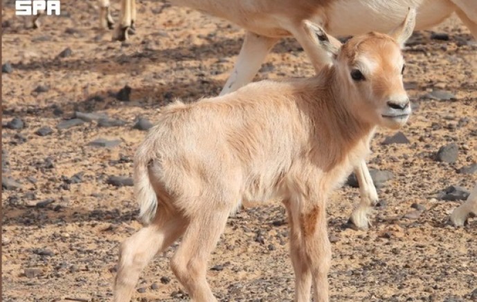 عودة المها العربي إلى شمال المملكة بعد غياب 90 عامًا داخل محمية الملك سلمان الملكية