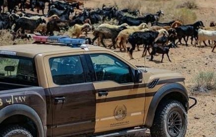 الأمن البيئي يضبط مواطنًا أشعل النار في موقع غير مخصص بالشرقية
