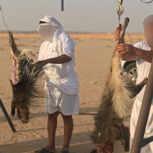 بعد فيديو ذبـح “الضبع والنيص”.. “الحياة الفطرية”: أبلغنا الجهات المعنية لاتخاذ الإجراءات النظامية