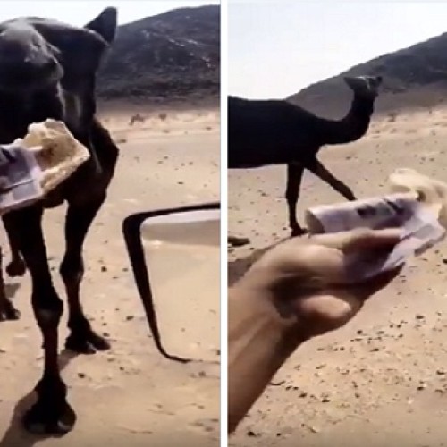 الكشف عن العقوبة التي تنتظر الشاب الذي أطعم “ناقة” نقود ورقية داخل قطعة من الخبز!