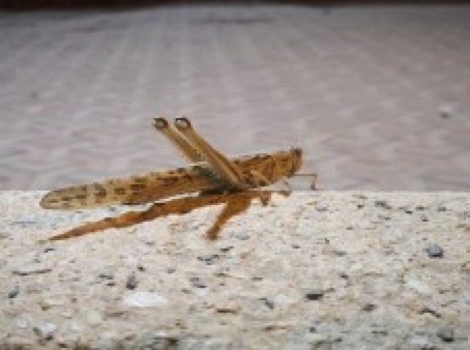 أمانة القصيم تقرر إيقاف بيع الجراد والتحذير من أكله لتعرضه للمبيدات