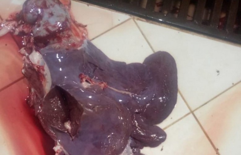 إعدام جَمل مصاب بالجدري وإغلاق ملحمة بضرية القصيم