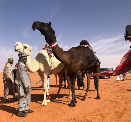 الأميرة سيرين بنت عبدالرحمن تسجل أول مشاركة نسائية في مهرجانات مزايين الإبل