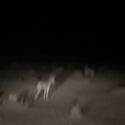 بالفيديو.. «ذئاب» تحاصر قناصاً في عرعر