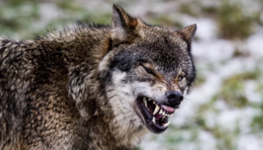 “المسند” يفند مزاعم انتشار الذئاب في القصيم بعد هطول الأمطار