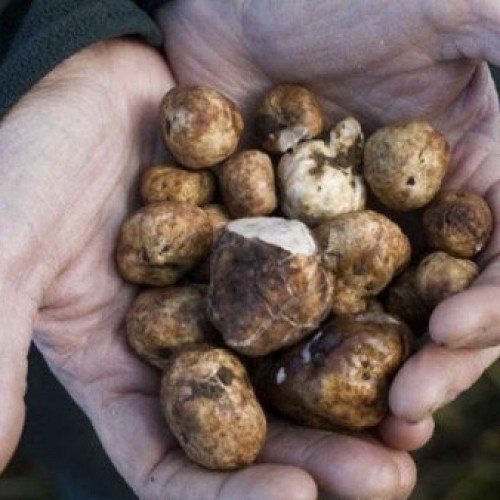 الفقع” يحبس 55 شخص 3 أشهر ويُغرِّمهم 10 آلاف ريال!!