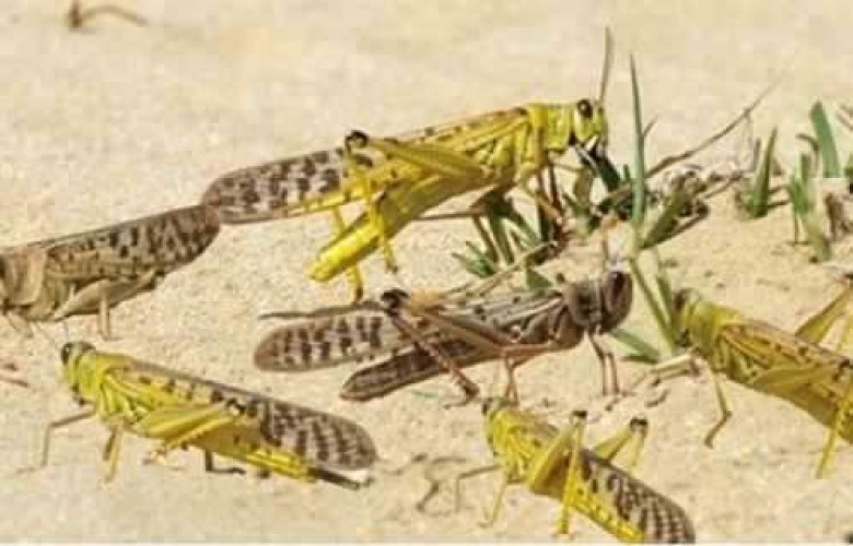 تحذير للمواطنين من أكله.. رصد تكاثر للجراد الصحراوي في الربع الخالي وتوقعات بوصول أسرابه للرياض والأحساء