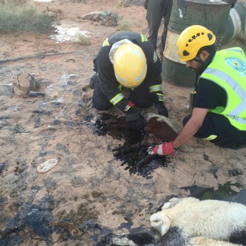 بالصور..نفوق عدد من الأغنام شمال حزم الجلاميد بسبب القار