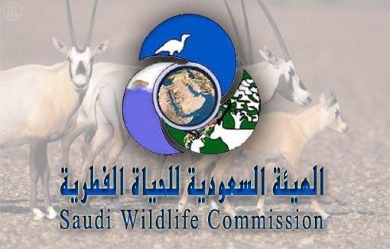 “الحياة الفطرية”: لا صحة لما يتم تداوله عن السماح بدخول محمية حرة الحرة