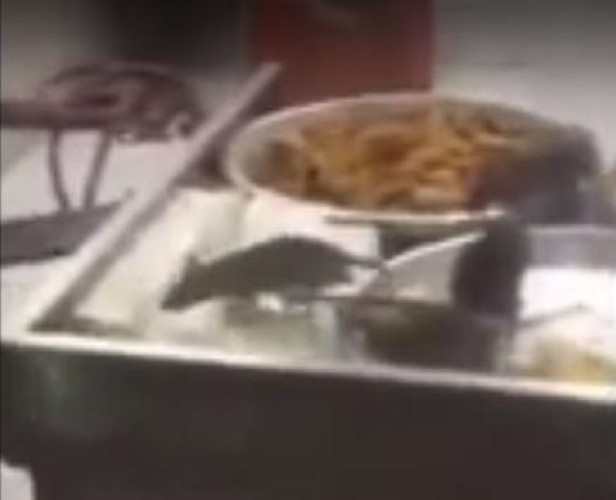 فيديو.. فئران تتجول على الأطعمة في أحد المطاعم بالمدينة المنورة