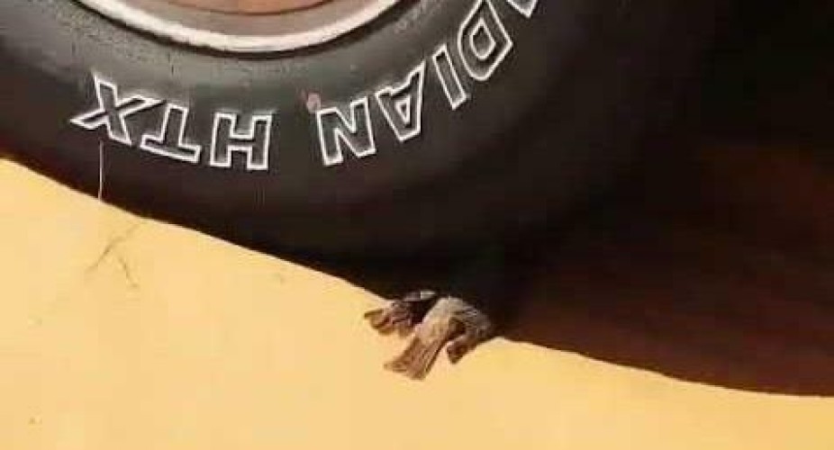 فيديو.. كيف تعامل مواطن مع طائر صغير يحتمي من حرارة الشمس في الصحراء؟