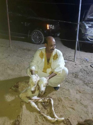 في ولادة نادرة.. ناقة تضع حواراً برأسين كاملين بتبوك (صورة)