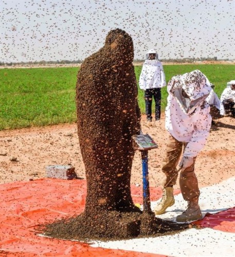 فيديو.. النحال “فطاني” يفشل في كسر الرقم القياسي المسجل في “جينيس” لأثقل عباءة نحل