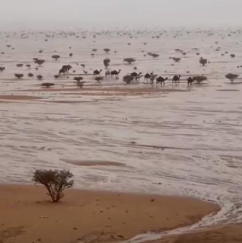 فيديو.. أمطار تروي شمال نجران .. ومشهد جميل للإبل وهي تسير وسط أوديتها