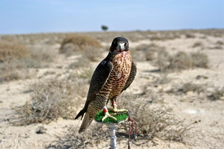 بيع صقر شاهين بـ 40 ألف ريال في مزاد علني بحفر الباطن