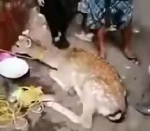 “الحياة الفطرية” تتحرى عن فيديو الغزال المعروض للبيع بمكة