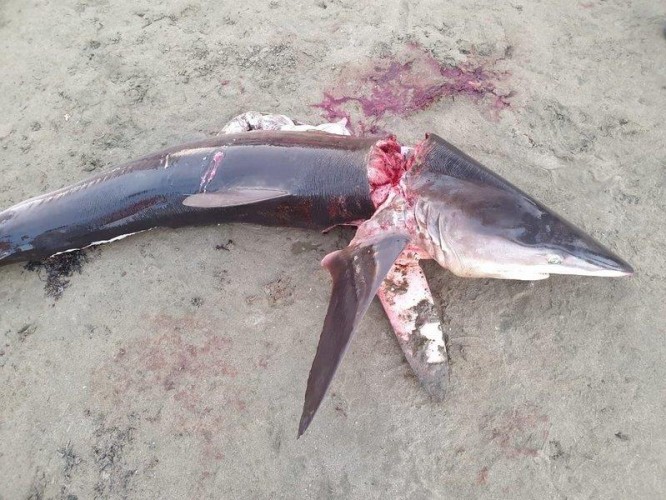 فيديو.. سمكة قرش تثير الرعب بشواطئ القنفذة.. ومرتادو الشاطئ يقتـلونها