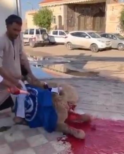 فيديو.. مواطنون ينحرون بعيراً احتفاءً بفوز الهلال ببطولة آسيا