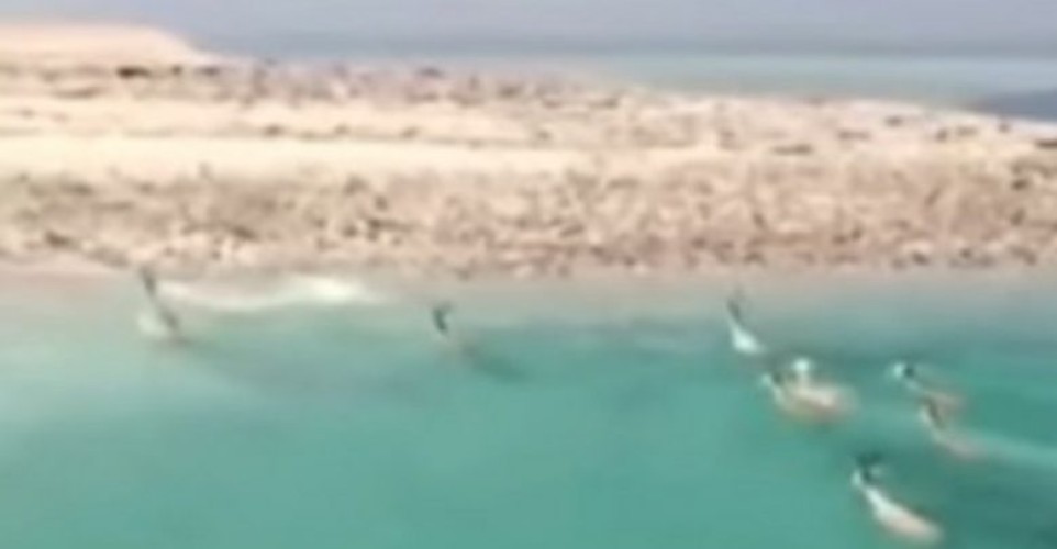 فيديو لقطيع من الغزلان هاجرا بحرًا من أفريقيا وحط بتبوك.. كلاكيت ثالث مرة