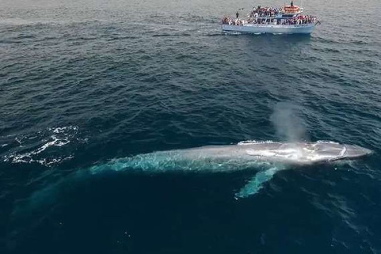 حقيقة ظهور “الحوت الأزرق” بالقرب من شواطئ المملكة