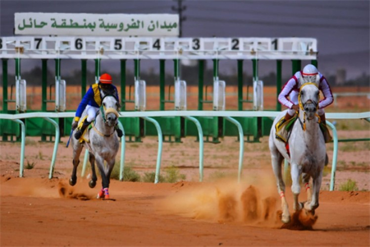 فروسية حائل تقيم حفل سباقها الثامن.. اليوم