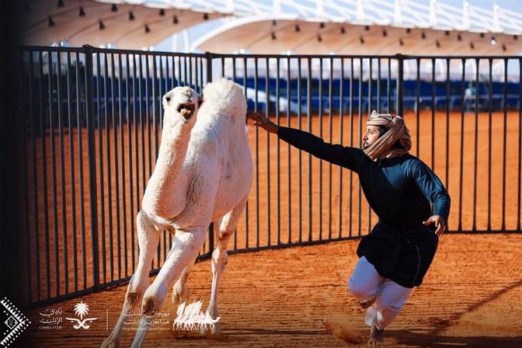 بالفيديو..مسابقة طريفة تحمل اسم “طرح القعدان” بمهرجان الإبل