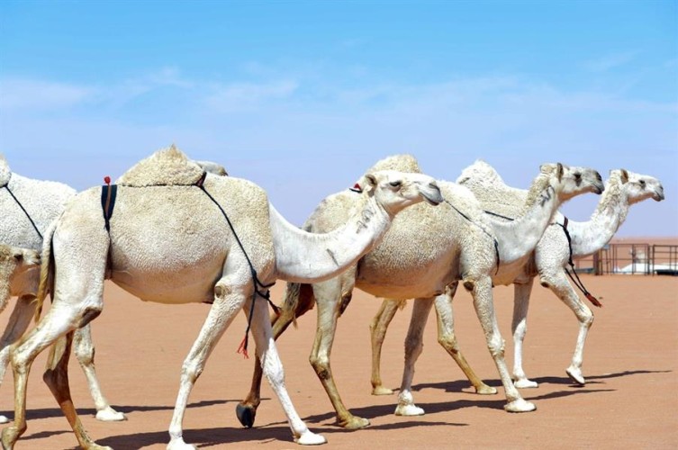 “المطلق” في لقاء تلفزيوني سابق: وسم البعير سنة ولكنه ملعون في هذه الحالة (فيديو)