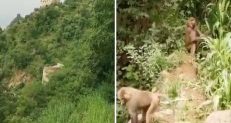 بالفيديو.. قرود “البابون” تغزو مزارع المواطنين في فيفاء وتهاجمها