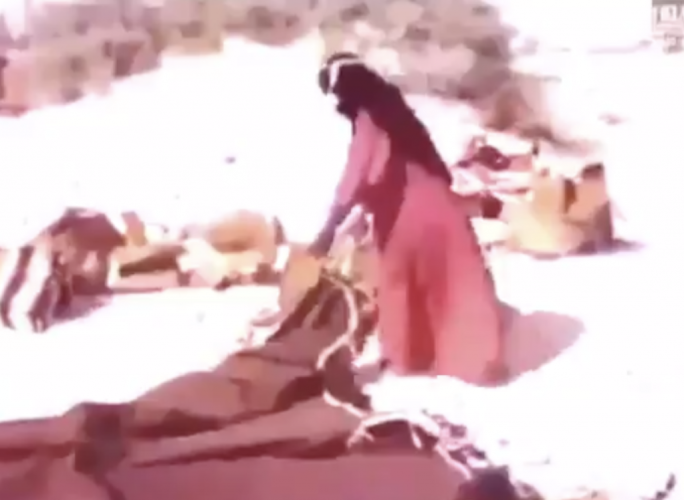 شاهد: فيديو نادر لامرأة “بدوية” تشيد “بيت الشعر” وسط الصحراء