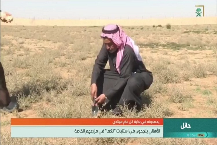 تقرير عن زراعة نبات الفقع في مزراع بـ”حائل”