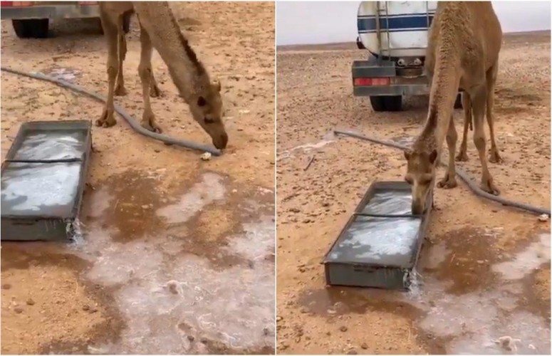 شاهد: حوض مياه تجمد من برودة الجو في طريف .. ومحاولة يائسة من الإبل للشرب منها