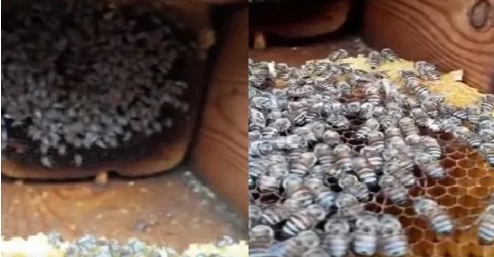 فيديو نادر الحدوث .. شاهد: تجمد النحل داخل الخلايا في الطائف بسبب البرودة!