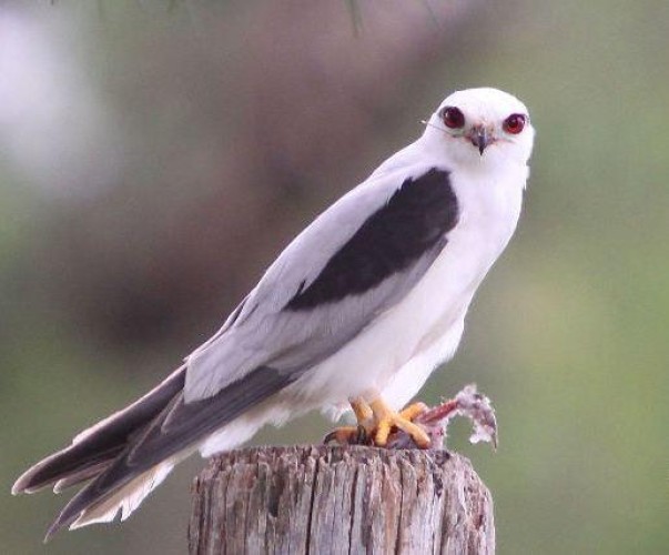 حذّر منه الرسول ﷺ.. علماء يكشفون عن “طائر الحداه “قد يكون وراء حرائق أستراليا